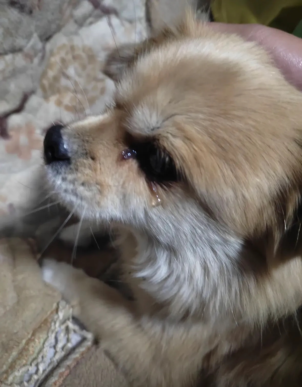 陪伴了我13年蛋透缛 流泪图片狗在火堆睡觉歪倒呢图片痛哭的图片动物