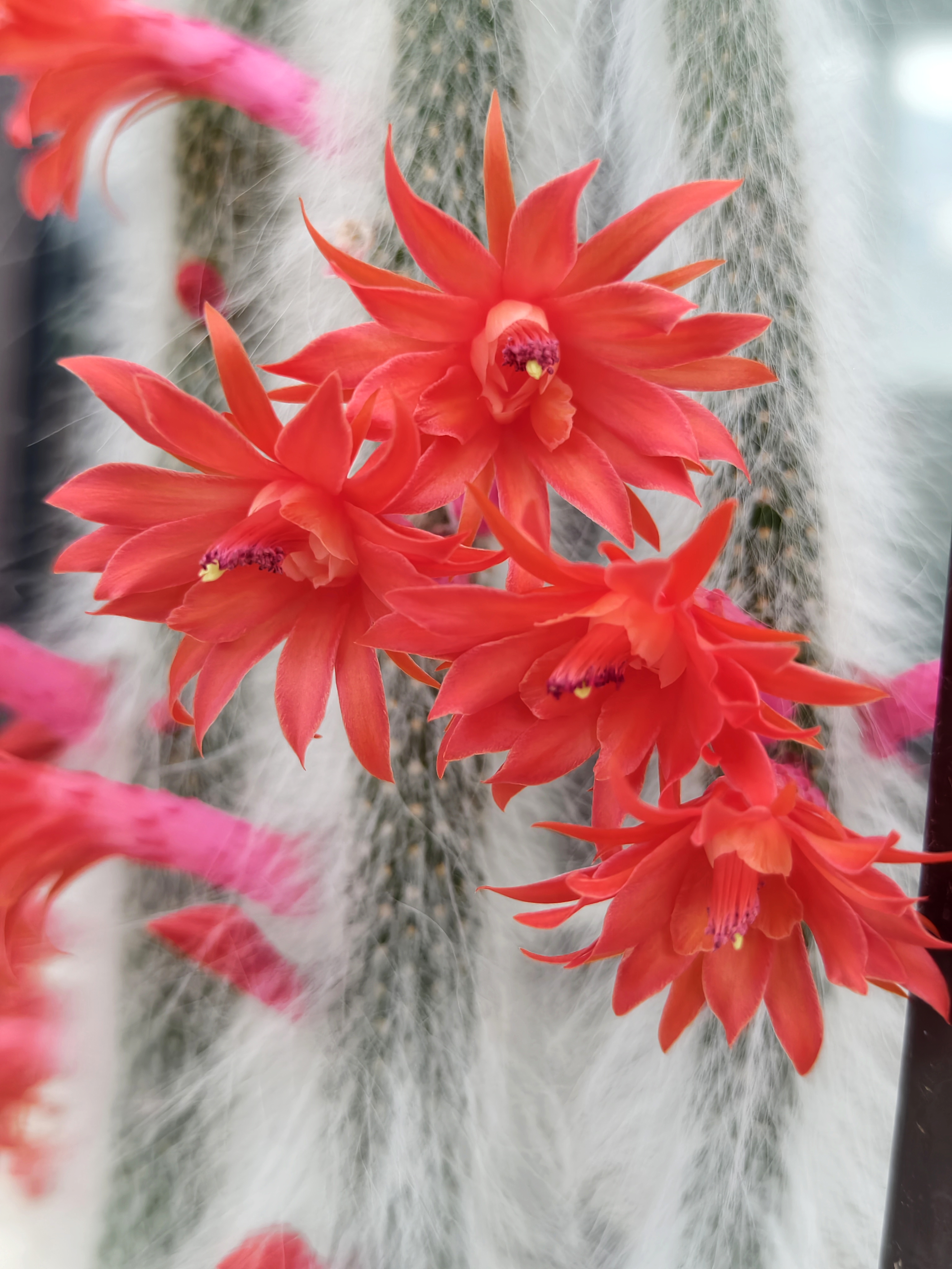 养了近十年的猴尾柱有1米4左右长了,花量也一年比一年多,白色毛绒绒的