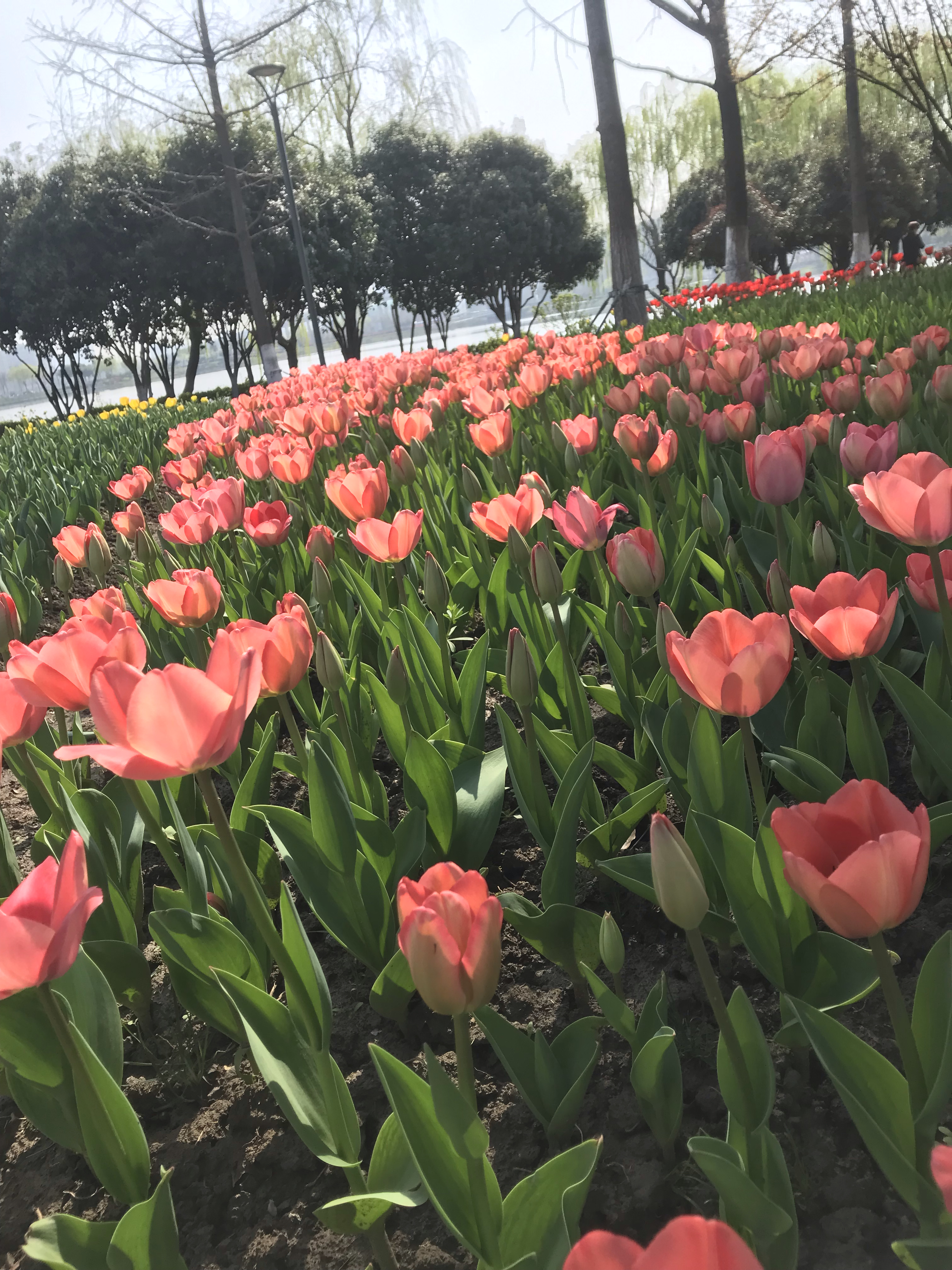 姚家荡公园赏花好去处