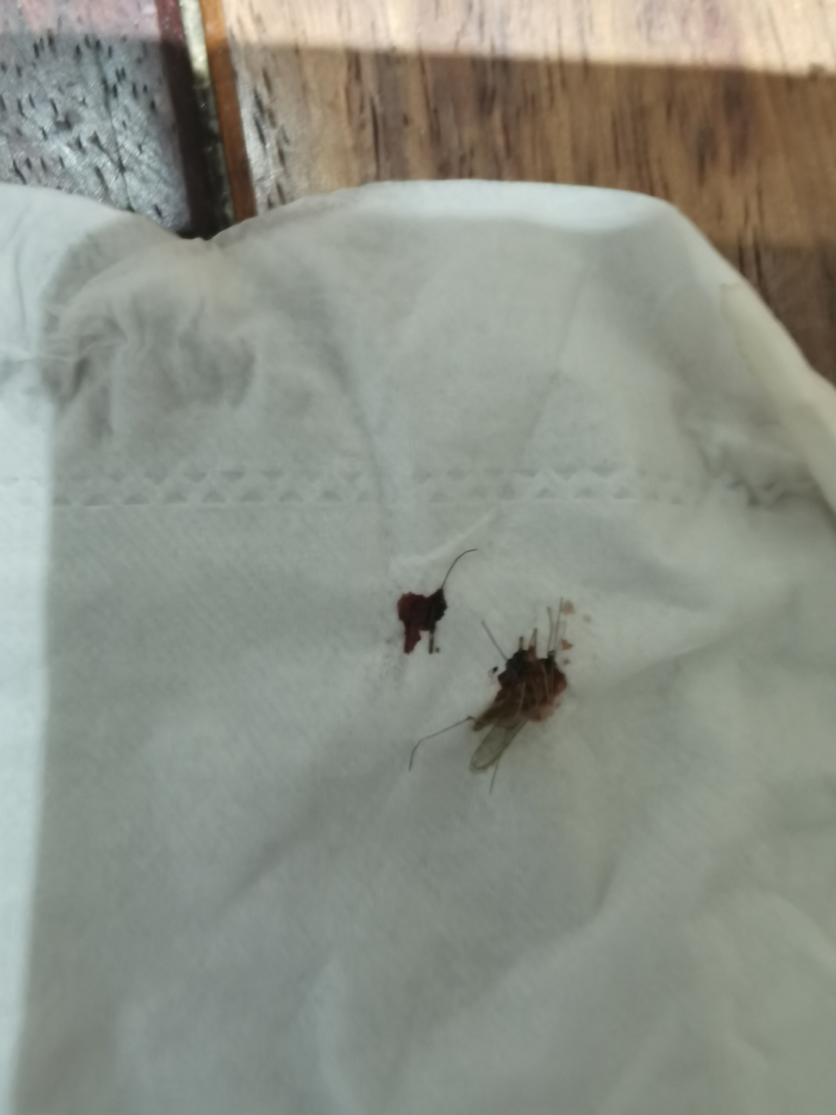这都立冬了家里竟然有一只蚊子晚上睡觉居然被它咬醒了并且还被咬