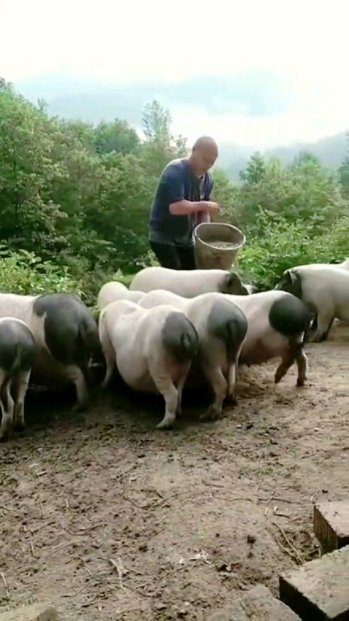 高山放养的农村土猪