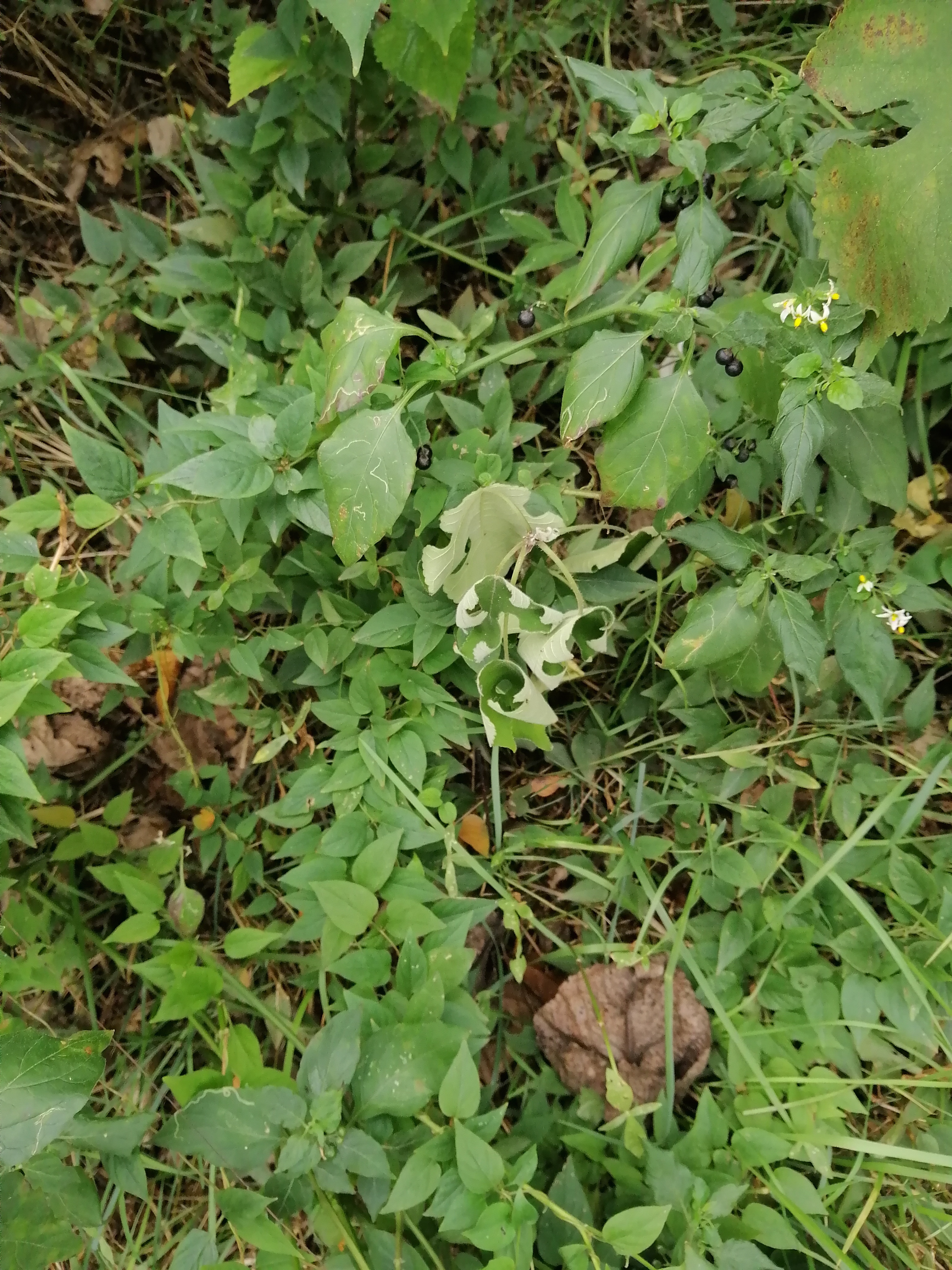 茄科植物龙葵能升高血糖《唐本草》称其食之解劳少睡去虚热肿因其