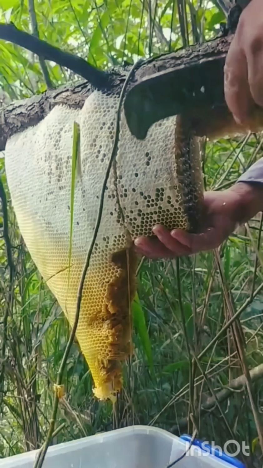 大山里面野生的蜂巢蜜看着超级有食欲