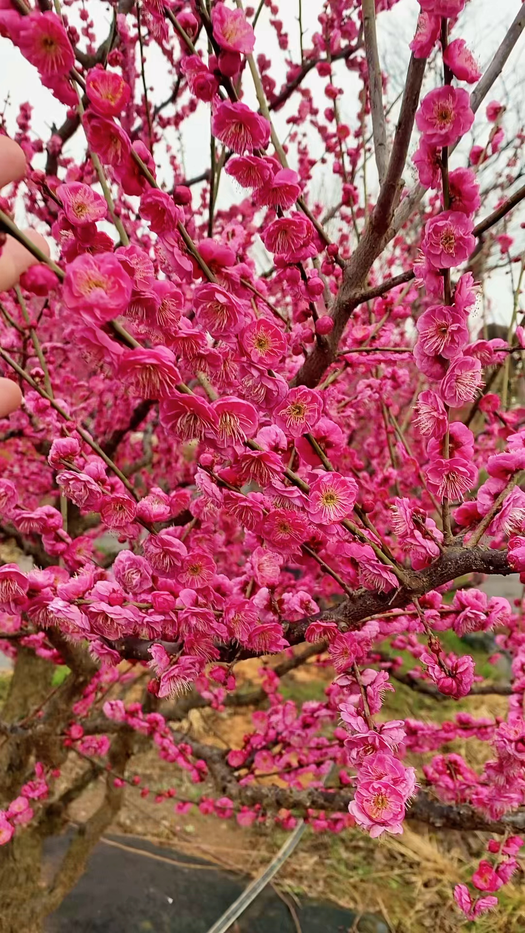 原生骨里红地景梅花
