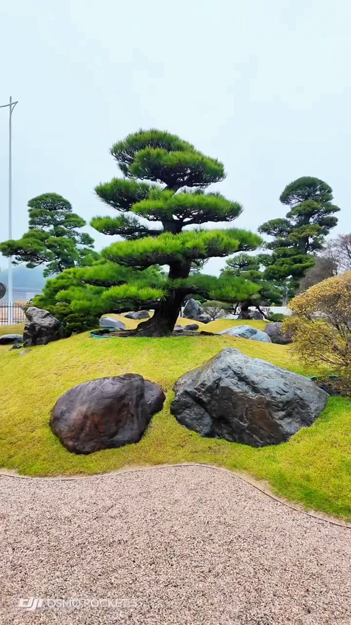 精品系列进口造型松