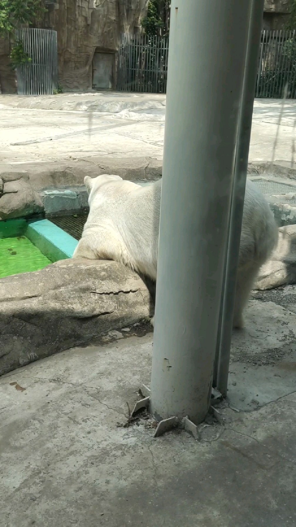 北极熊午睡醒来,撅屁股,小心试探,入水瞬间