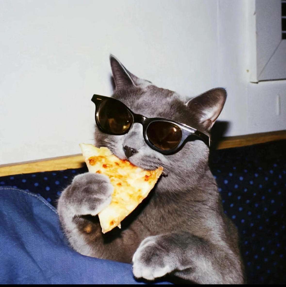 wechat猫咪酷拽头像