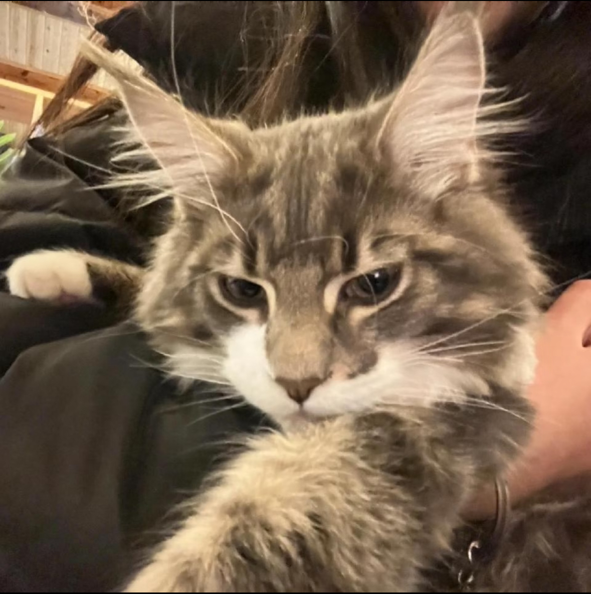 wechat猫咪酷拽头像