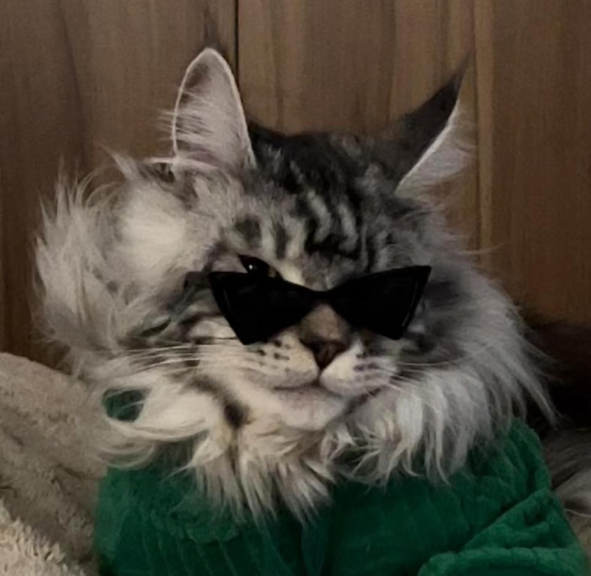 wechat猫咪酷拽头像