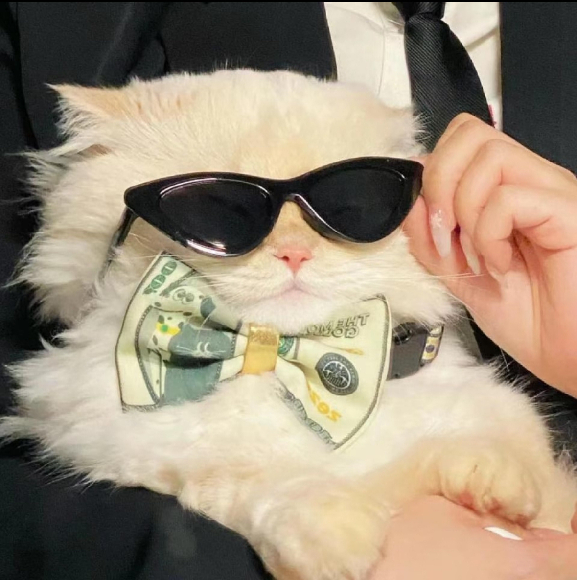 wechat猫咪酷拽头像