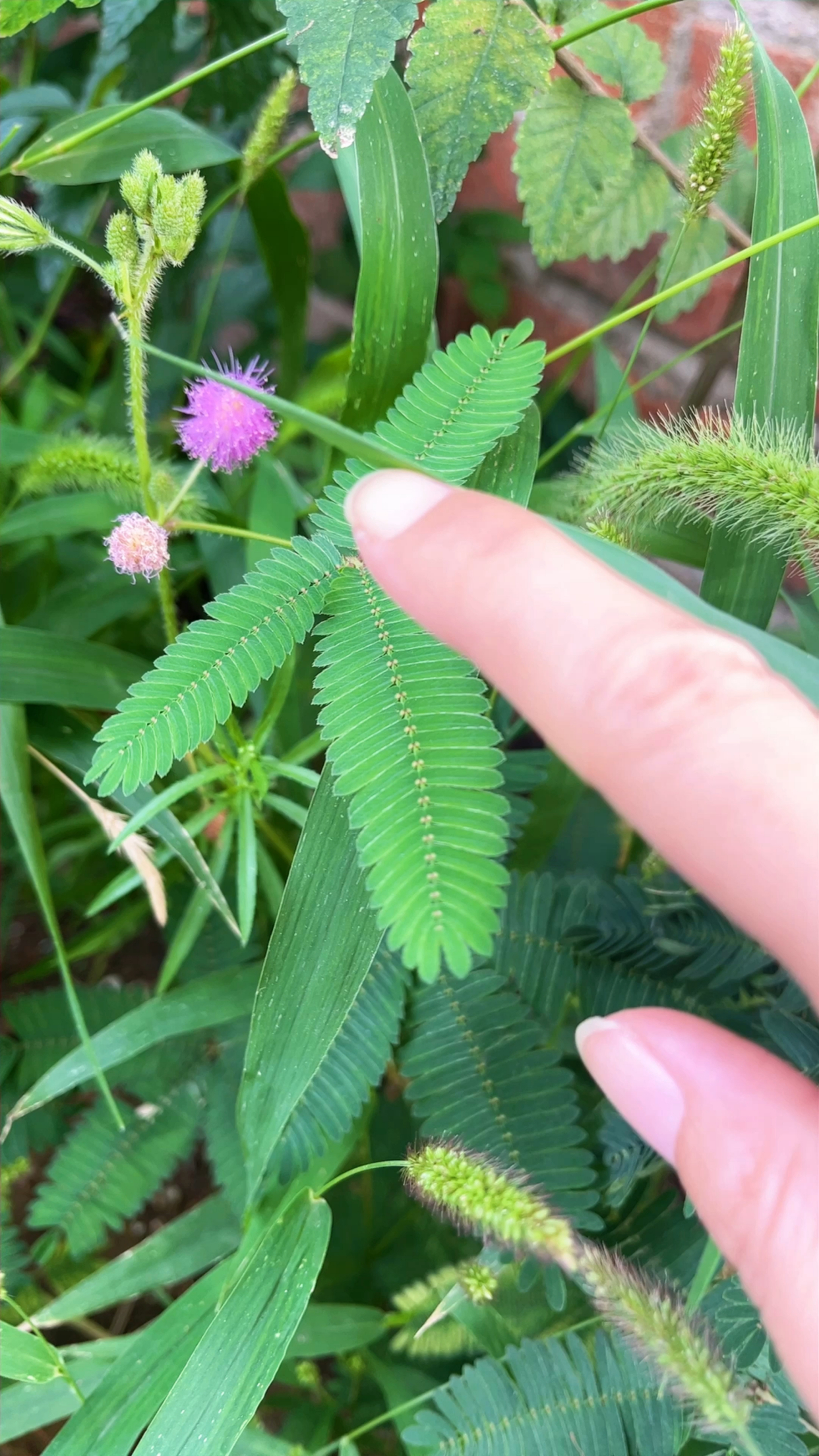 含羞草,大自然的治愈系