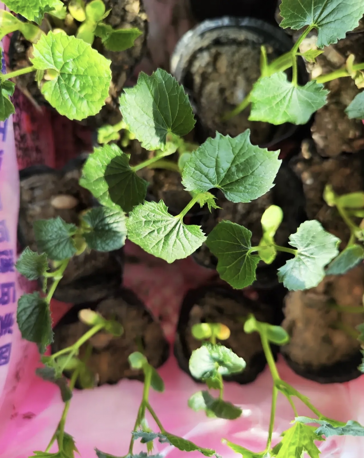 瓜苗小瓜苗图片大全瓜苗儿图片水瓜苗小瓜图片小香瓜苗