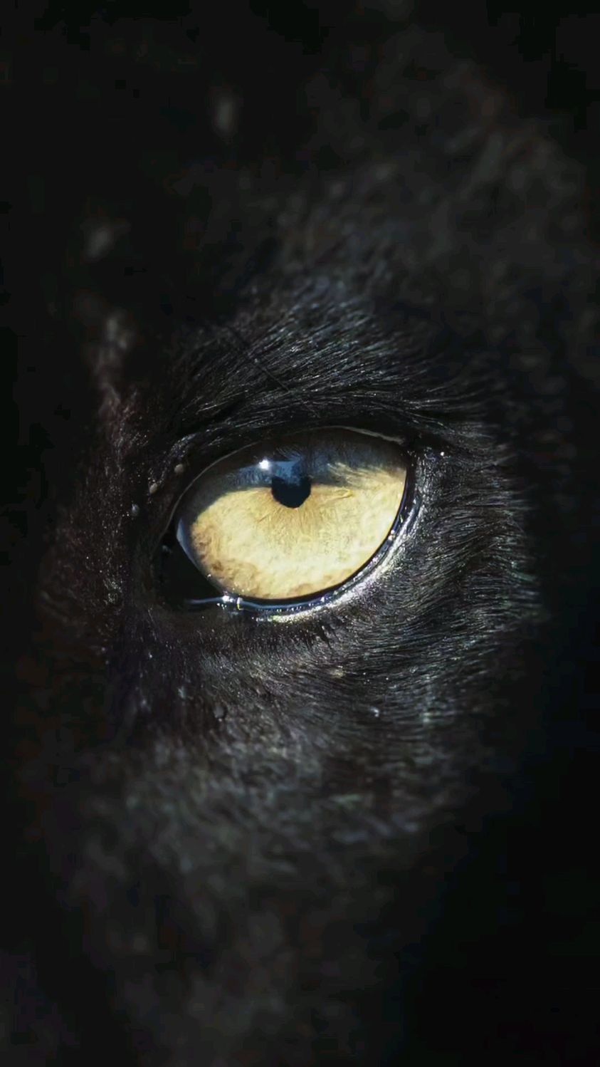 哪个眼神是你喜欢的?