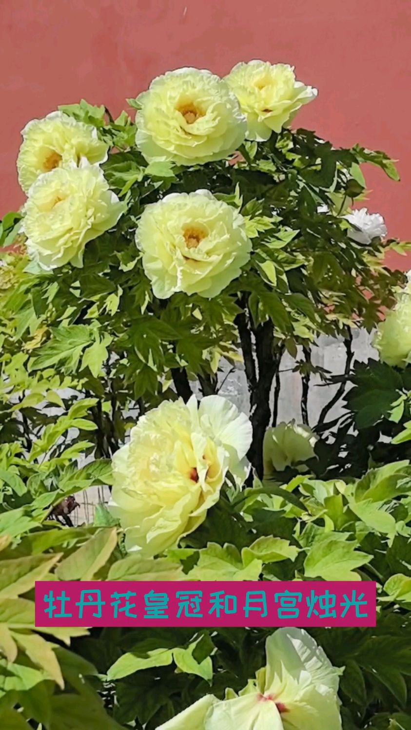 牡丹花名贵品种皇冠花朵硕大直径达20公分和月宫烛光哪个花朵更大