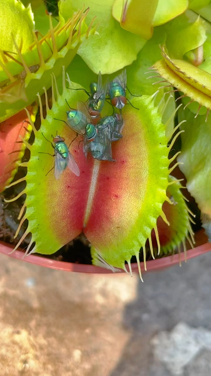 这个捕蝇草是不是反应迟钝了?