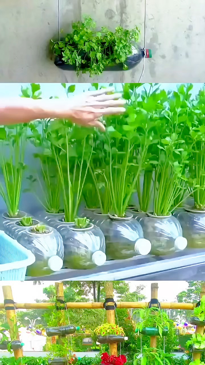 塑料瓶怎么种花种菜?自制水培花盆