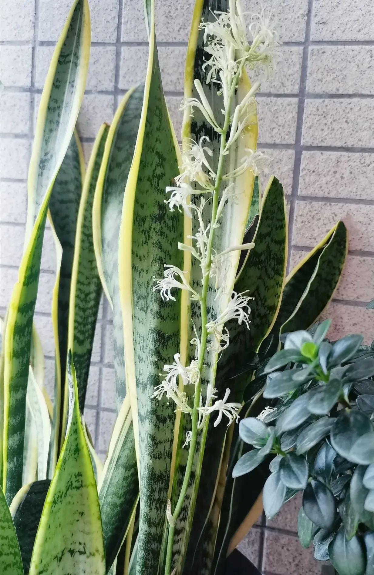 春日生活记录# #两会高论#虎舌兰花图片大全虎皮兰大全图片欣赏