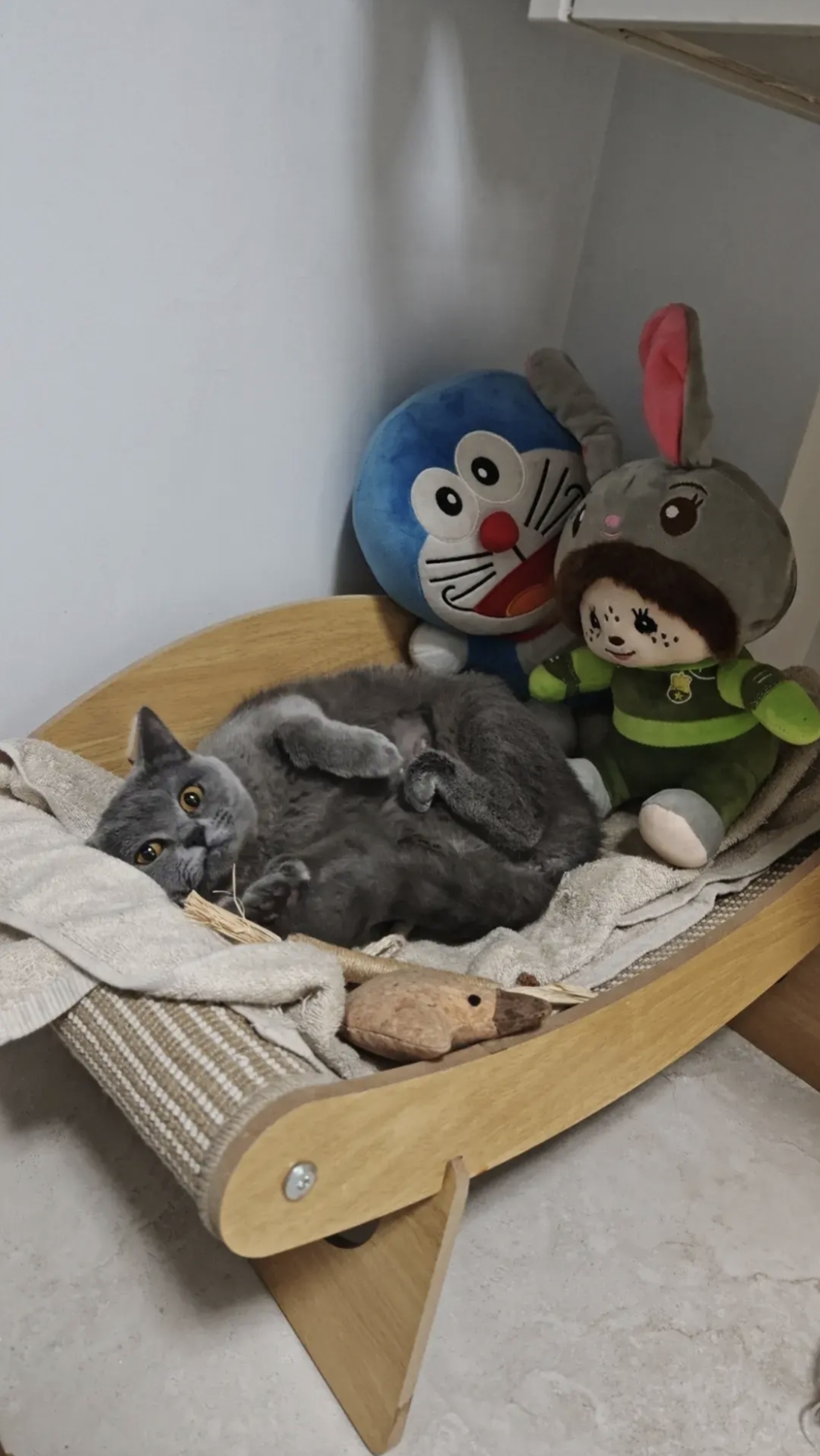 我真怀疑我家的蓝猫听得懂人话今天一早四点多吧它在猫砂盆不停的刨