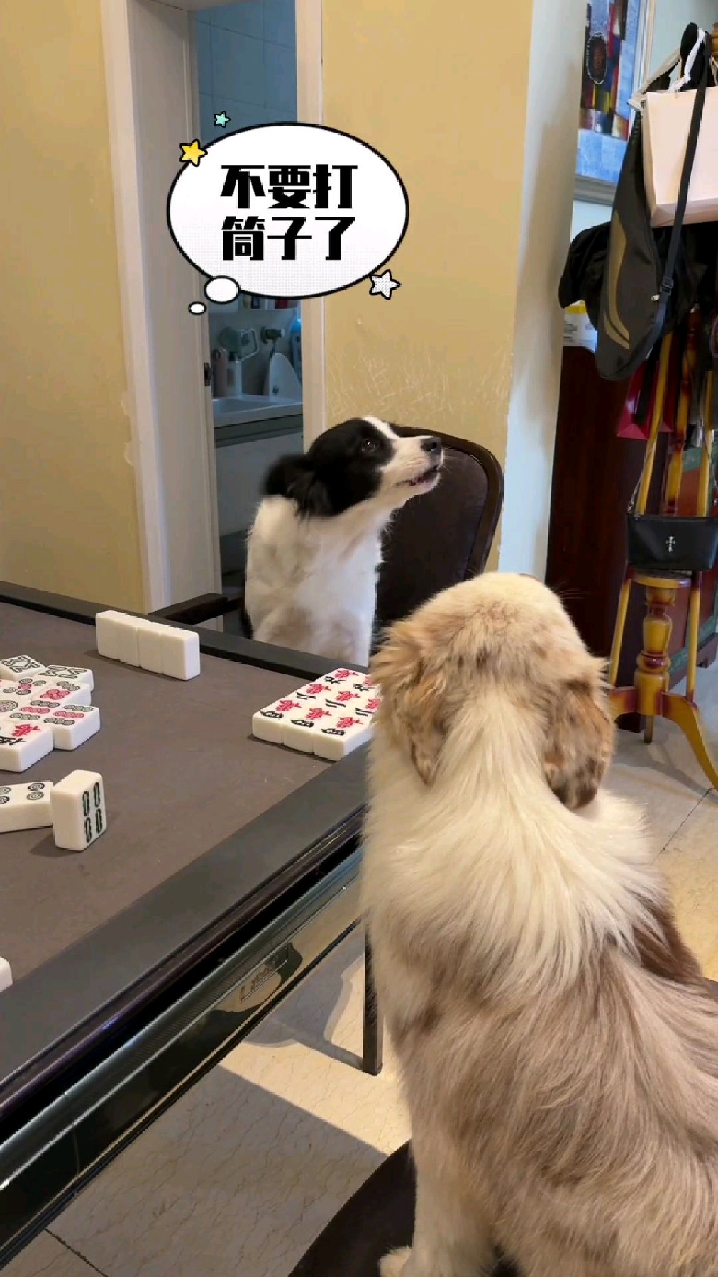 生肖狗明日打麻将运势如何(今日生肖狗打麻将运气好不好)