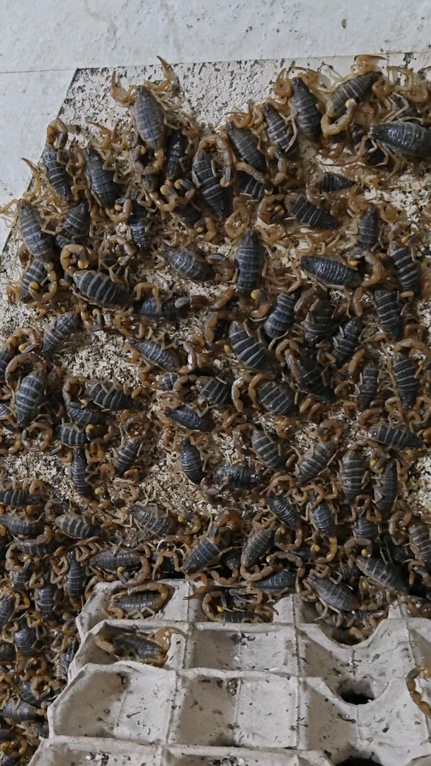 养蝎子为什么都不成功