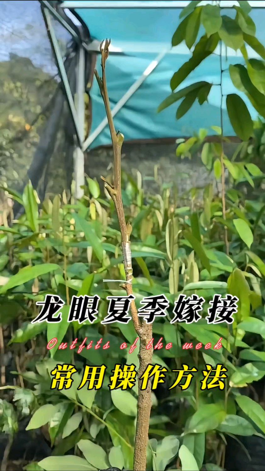 龙眼树夏季嫁接方法,简单易活