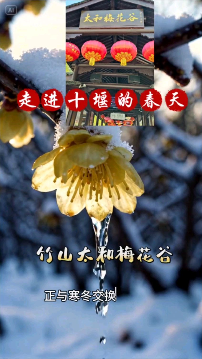 竹山太和梅花谷,十堰独有万亩野生腊梅保护地