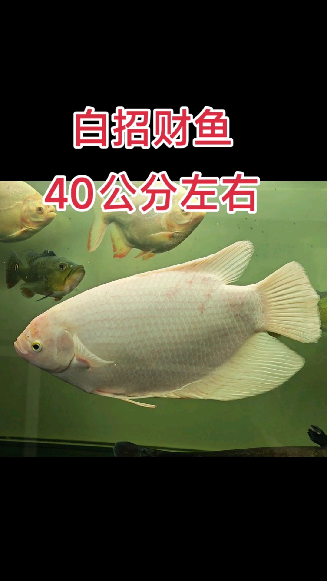 古战船鱼,招财鱼,大招财观赏鱼