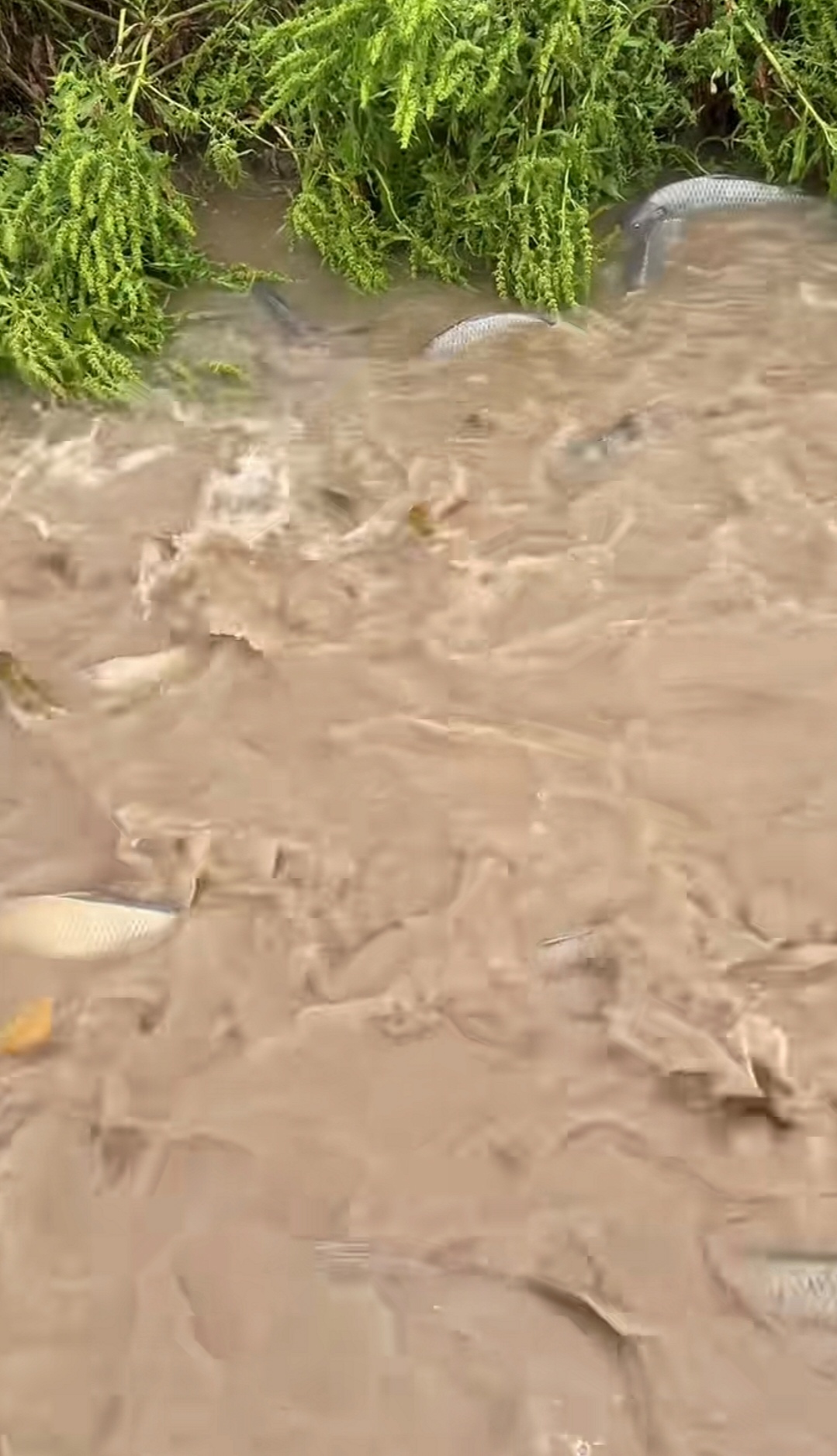 下闪烁,时而聚成漩涡,时而四散游弋,灵动的身影将河水搅得热闹非凡