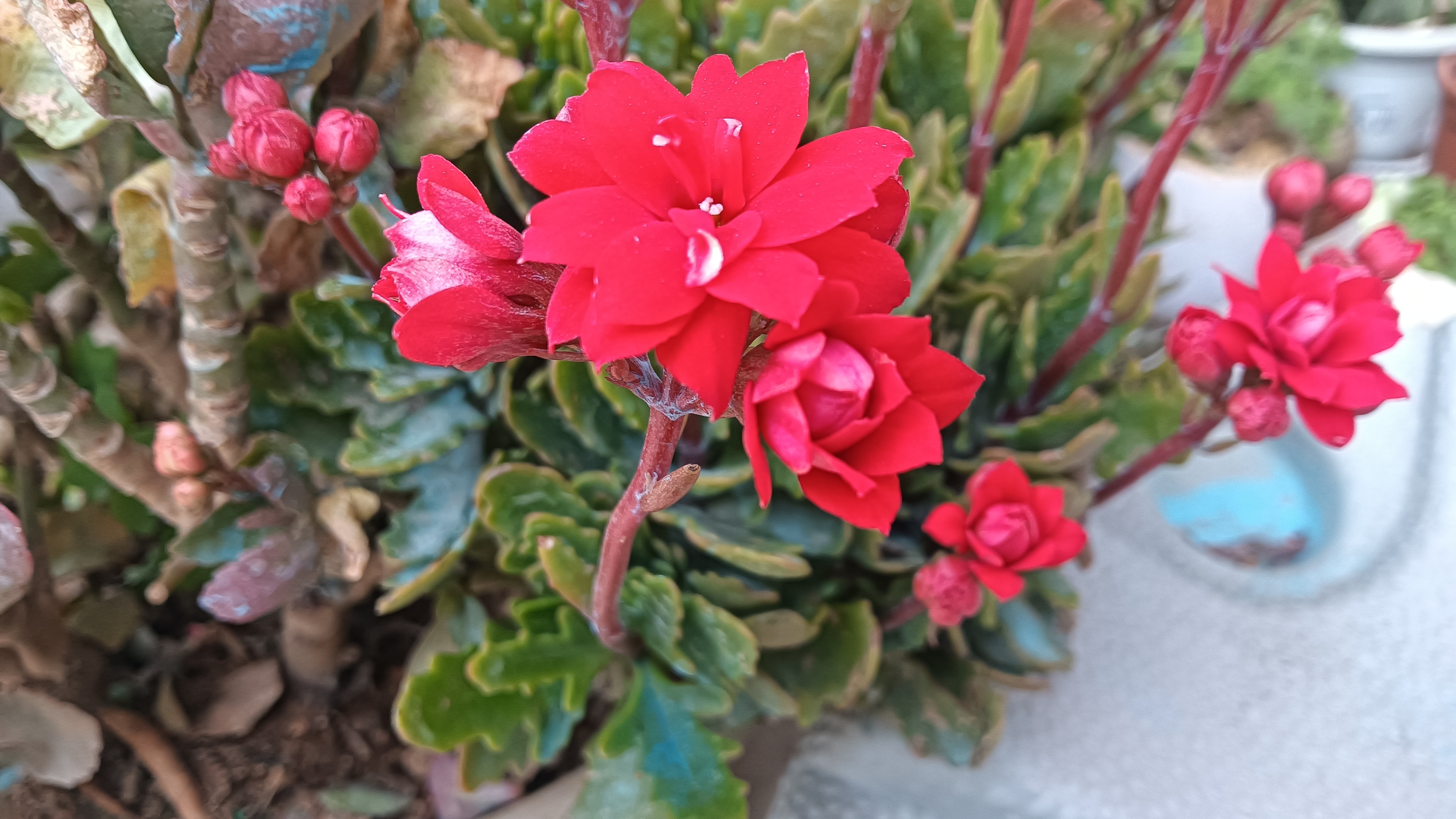 新年的第一天来个开门红,长寿花非洲红宝石,每年都是开花最早,颜色