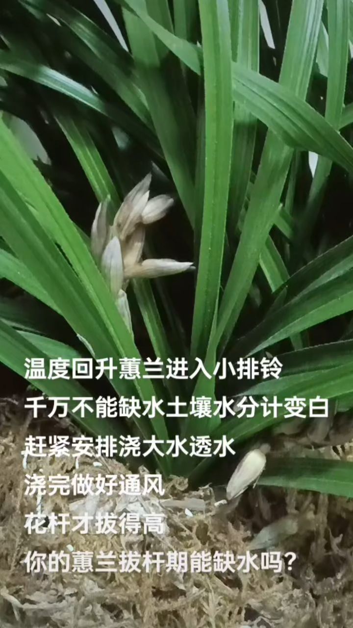 气温回升蕙兰进入小排铃,小排铃如何浇水?能缺水吗?