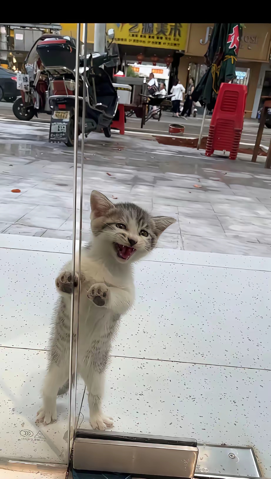 街口"社会猫"上门"骂街",赔了新碗还不消停,这是遇上碰瓷的了?