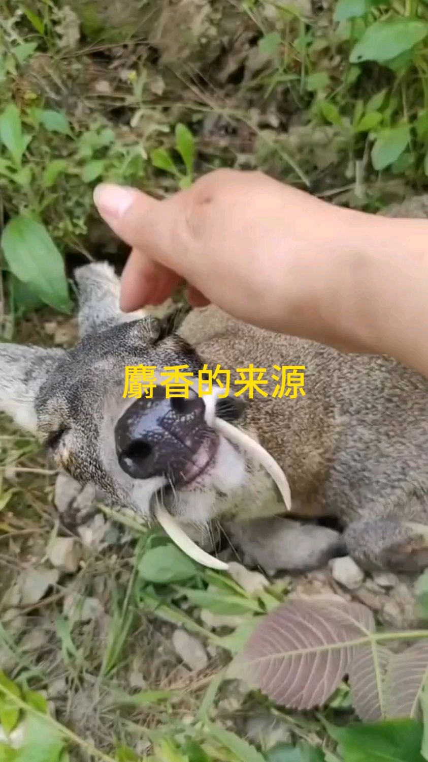 终于知道麝香是怎么来的了