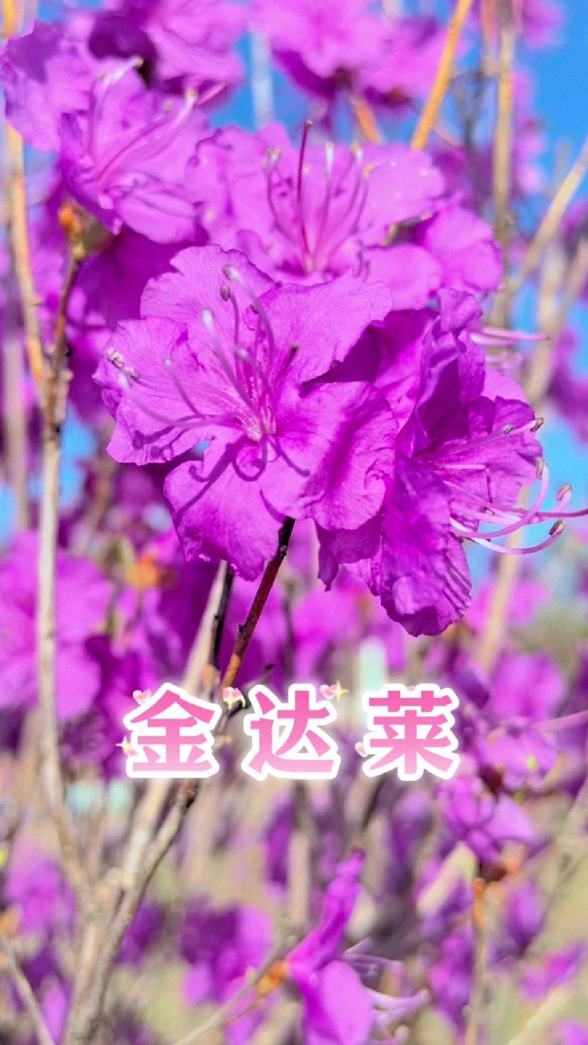 长白山美丽的金达莱花