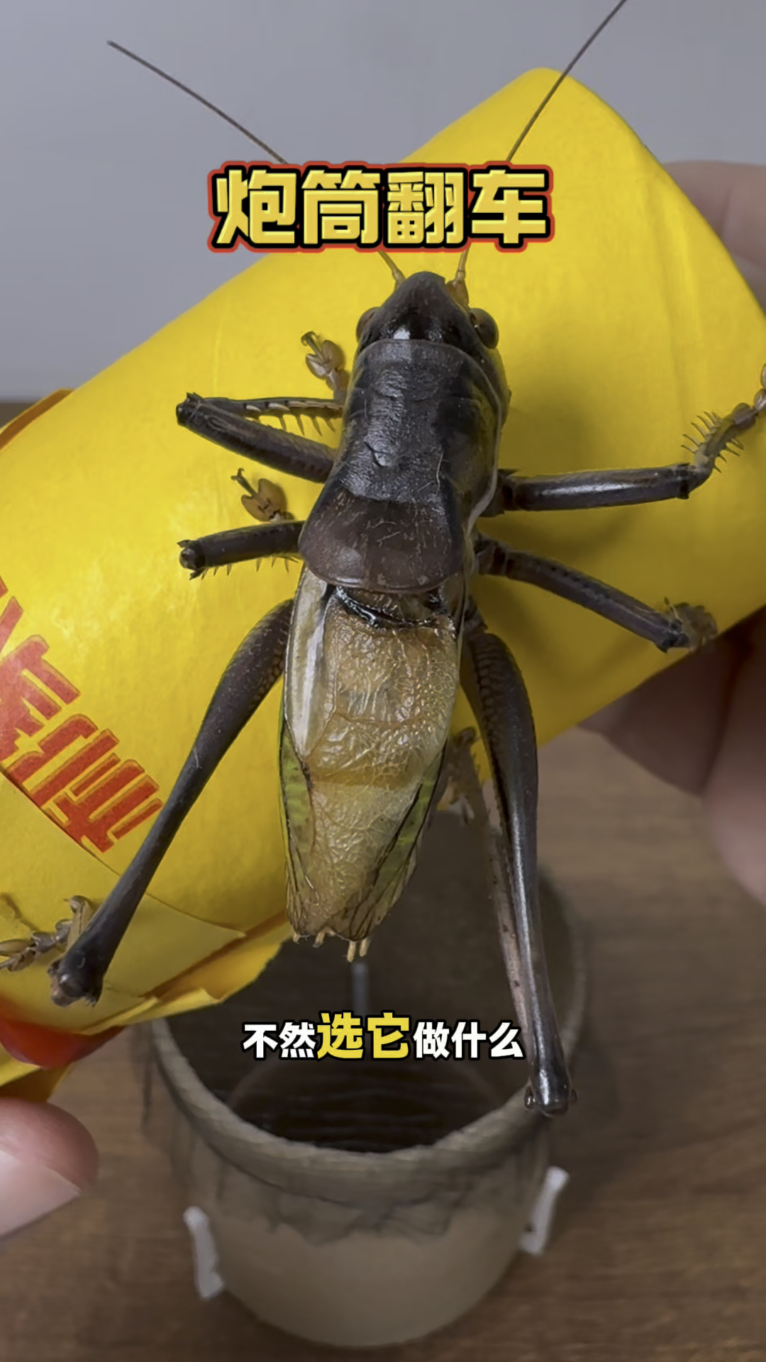 蝈蝈为什么点药