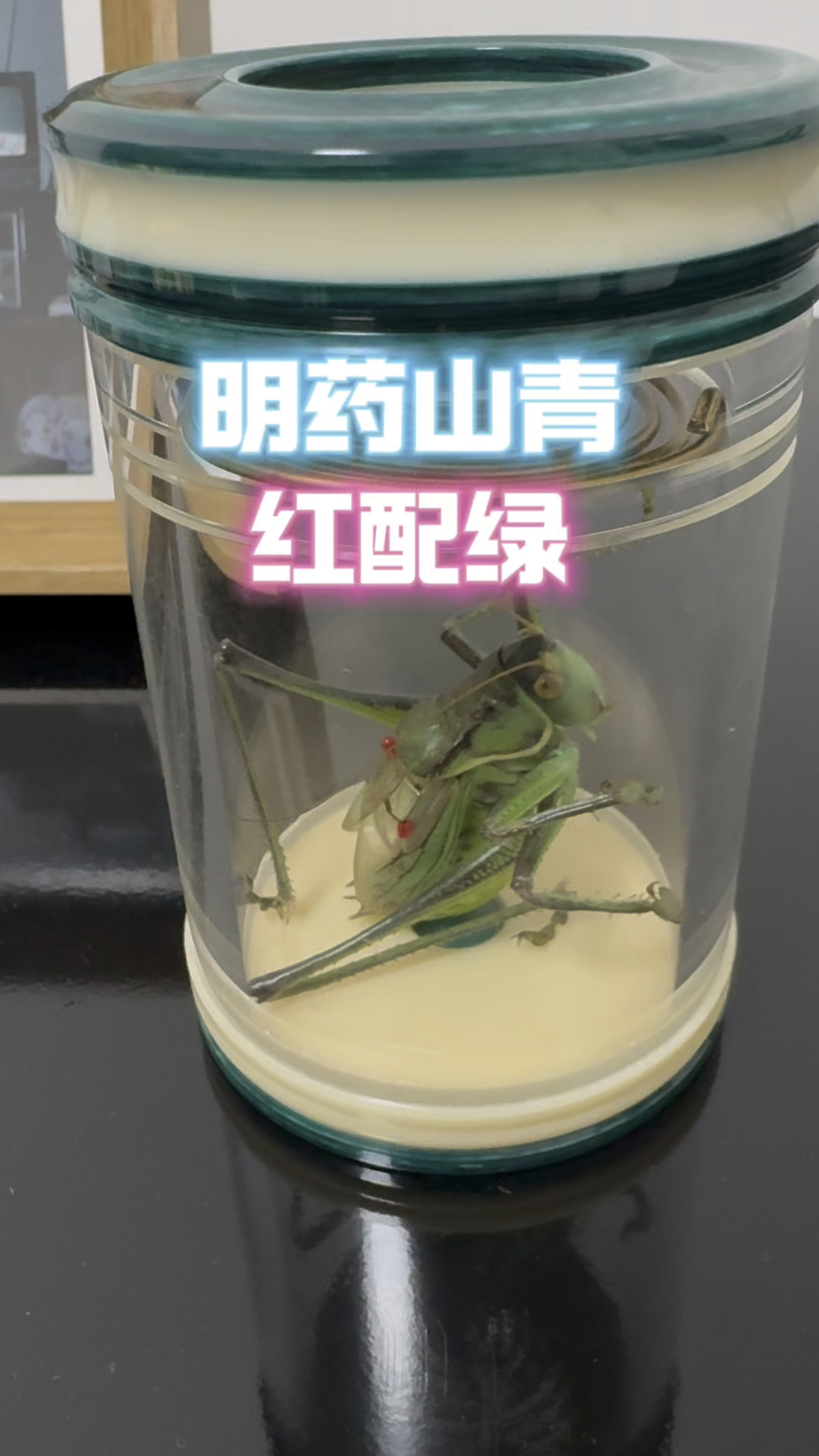 买罐子送的山青蝈蝈开叫了,点个明药,红配绿,凑活听