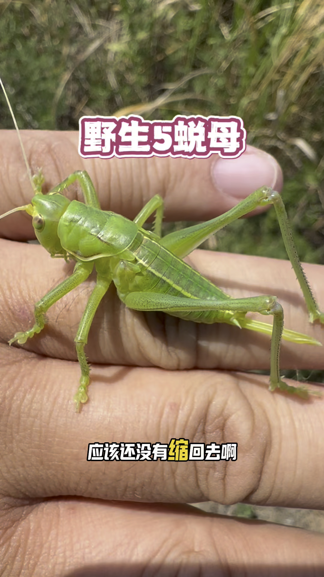 偶遇一只野生5蜕母蝈蝈,刚蜕完皮,身体又软又长