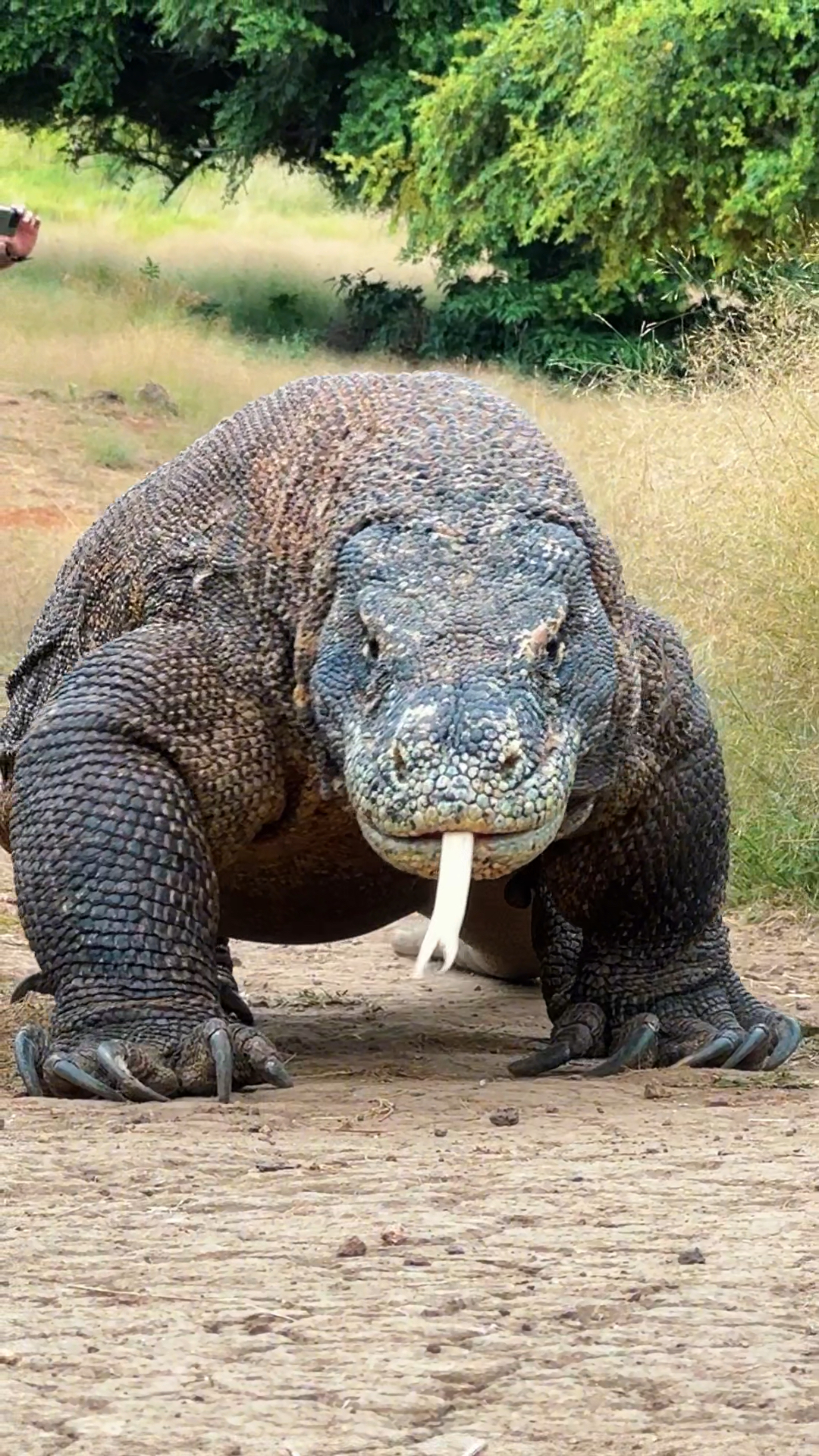 近距离感受野外科莫多龙的霸气