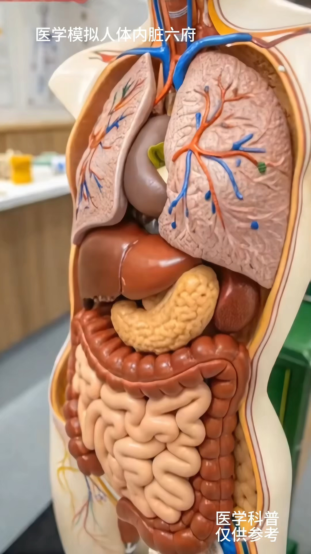 医学生在展示人体的五脏六腑