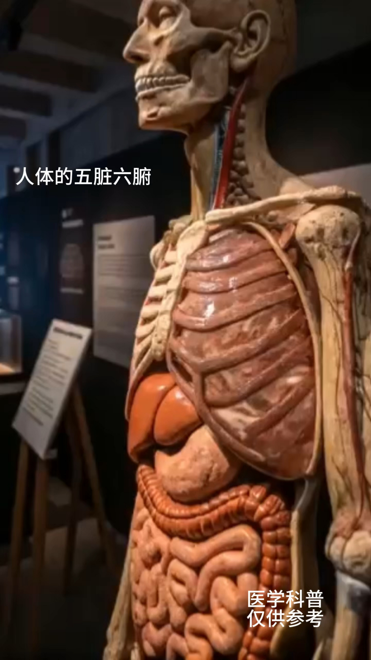 医学模拟演示人体的五脏六腑