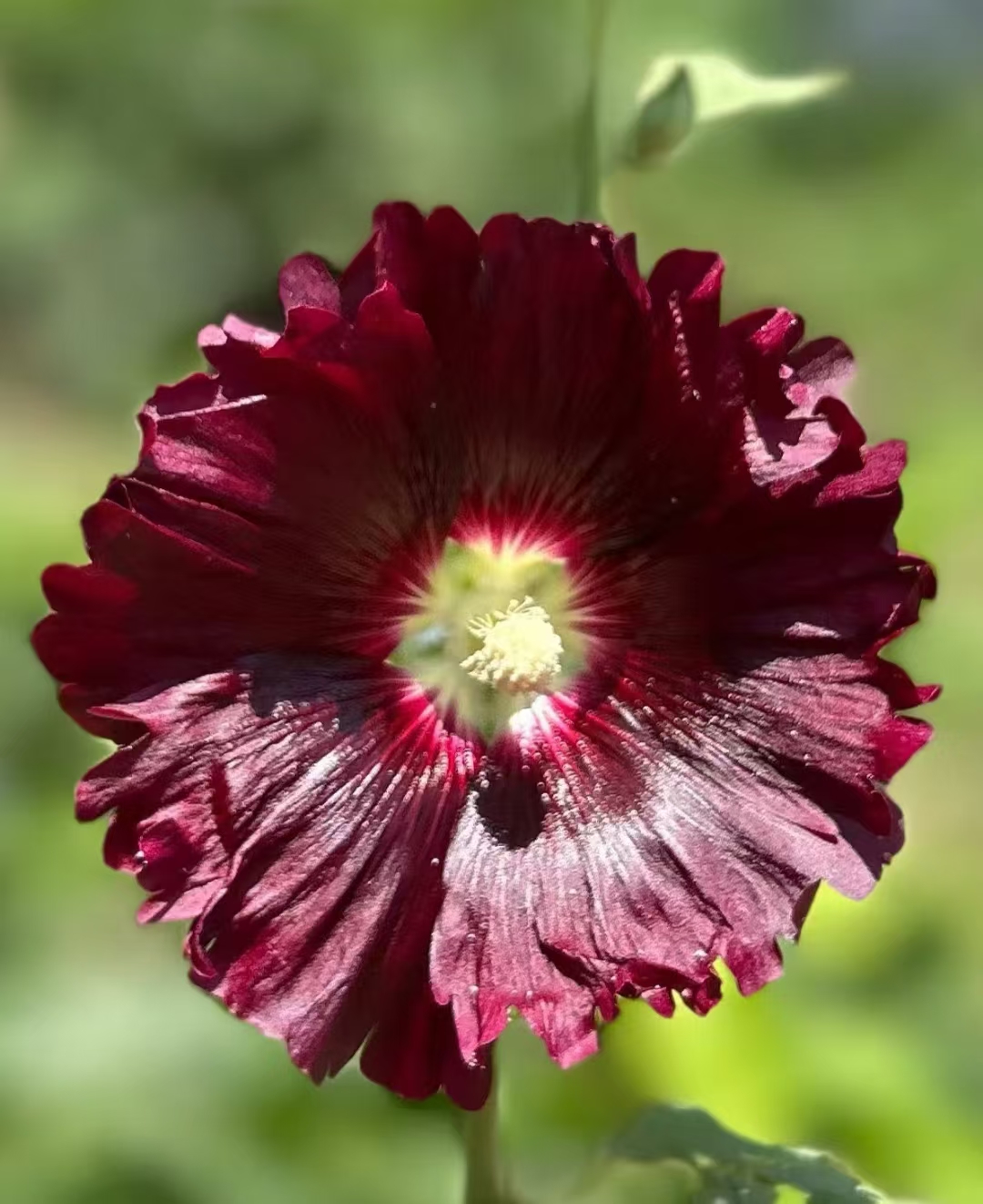 蜀葵花大色艳,直径可达6