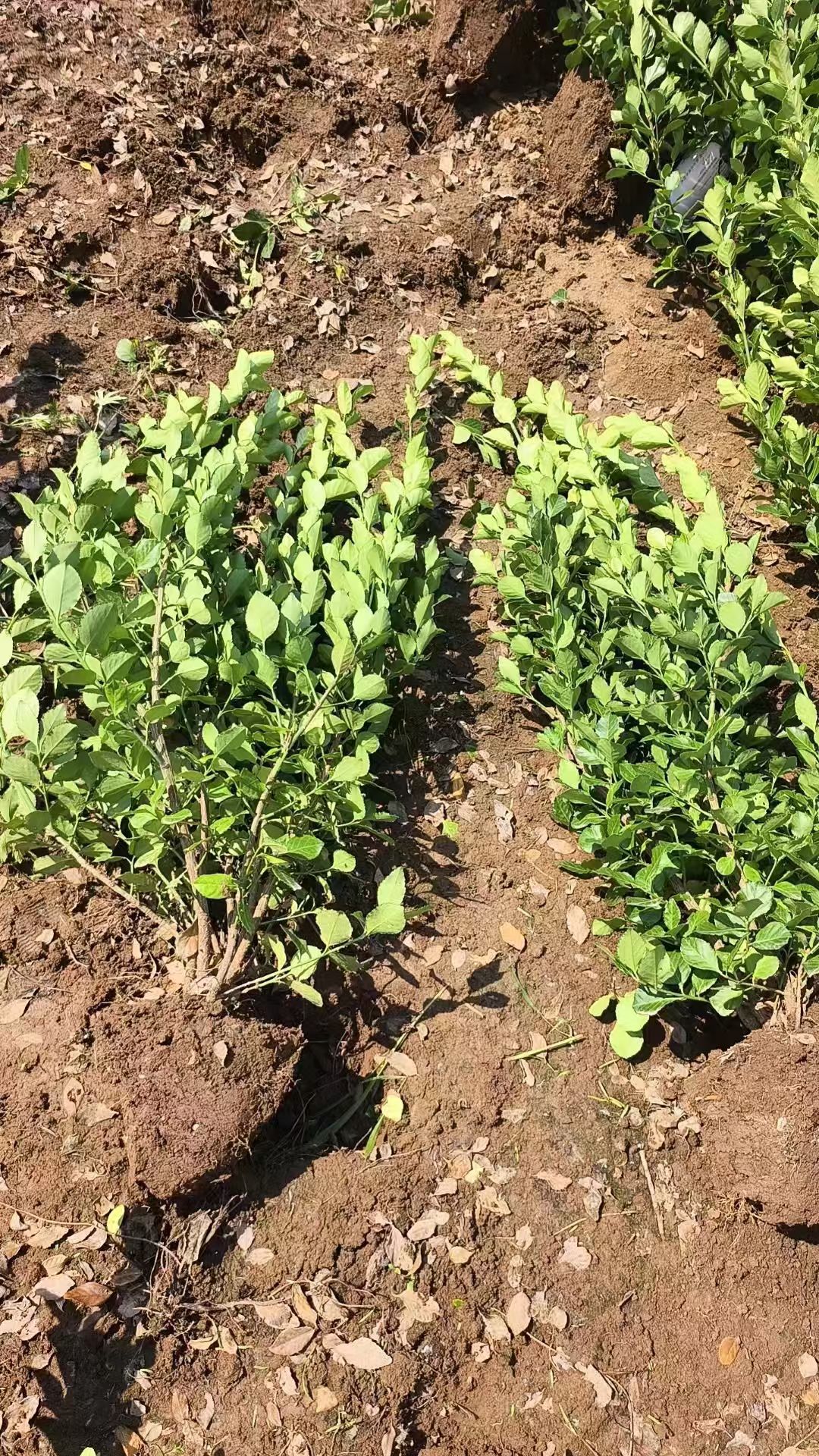 卫矛毛球绿篱植物,它能够紧密排列,形成整齐美观的绿色屏障,不仅可以