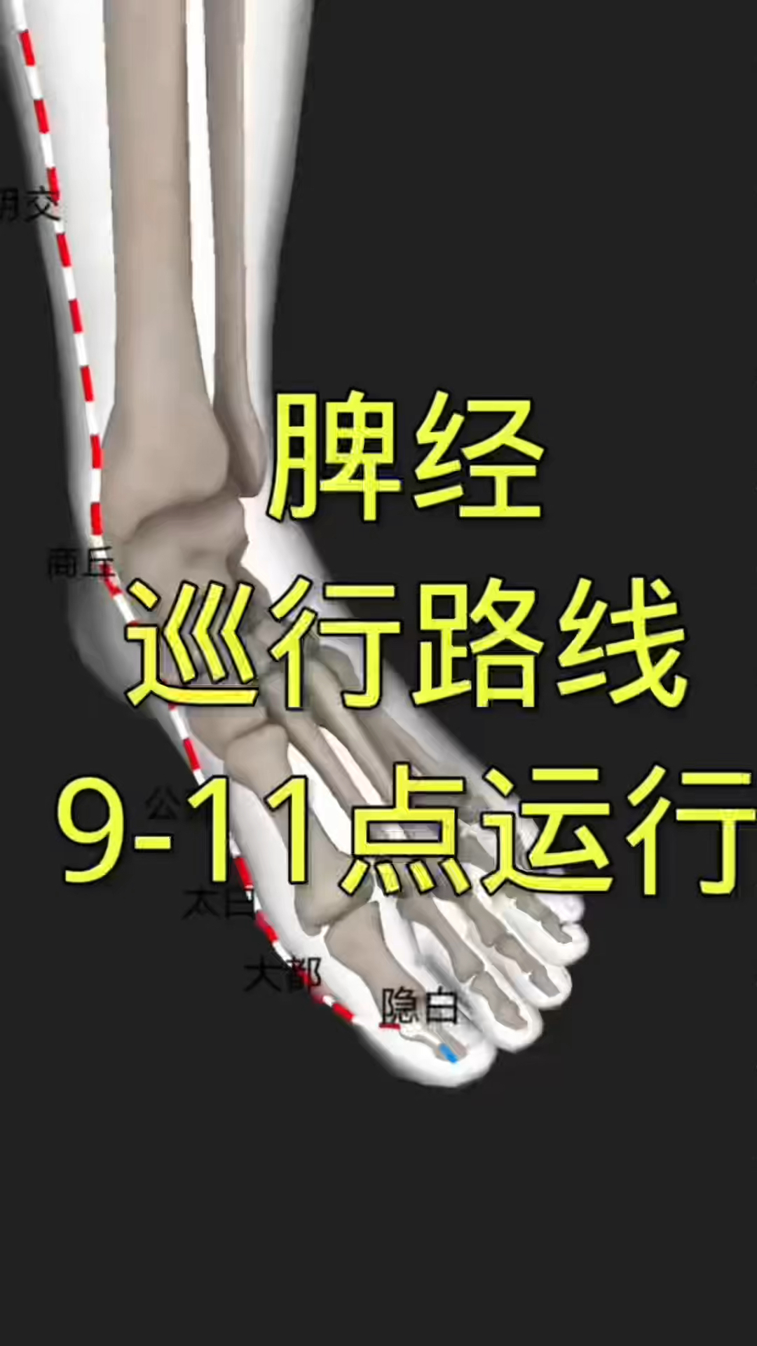 十二经之脾经运行路线