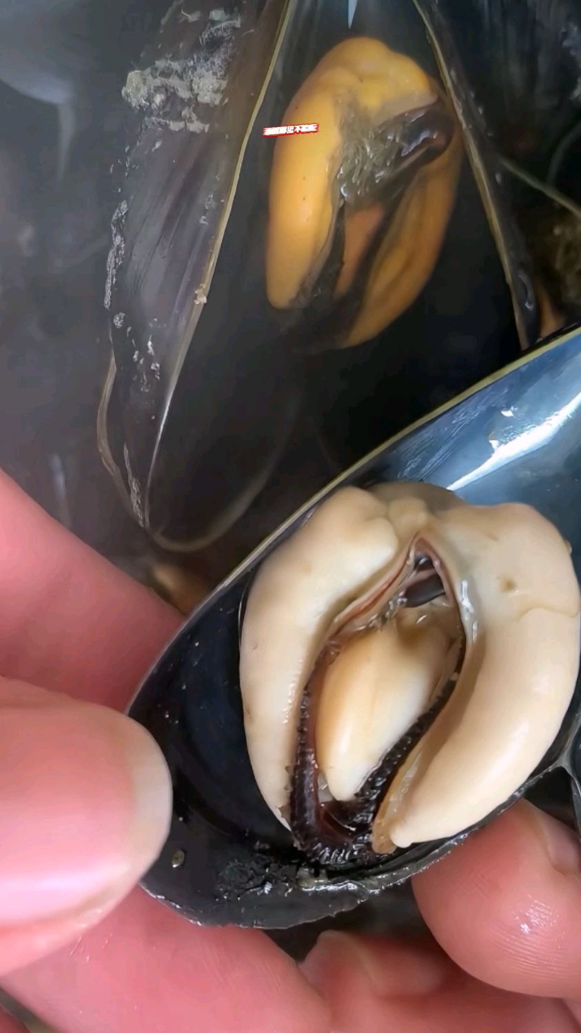 海虹有红黄也有白黄,吃的时候要注意了!