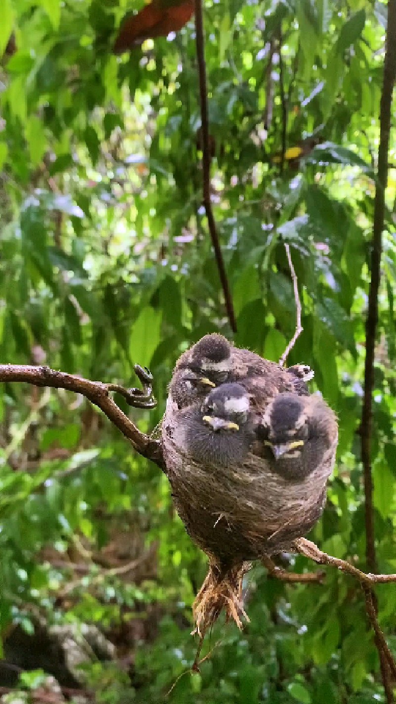 小鸟无忧无虑的睡得这么香