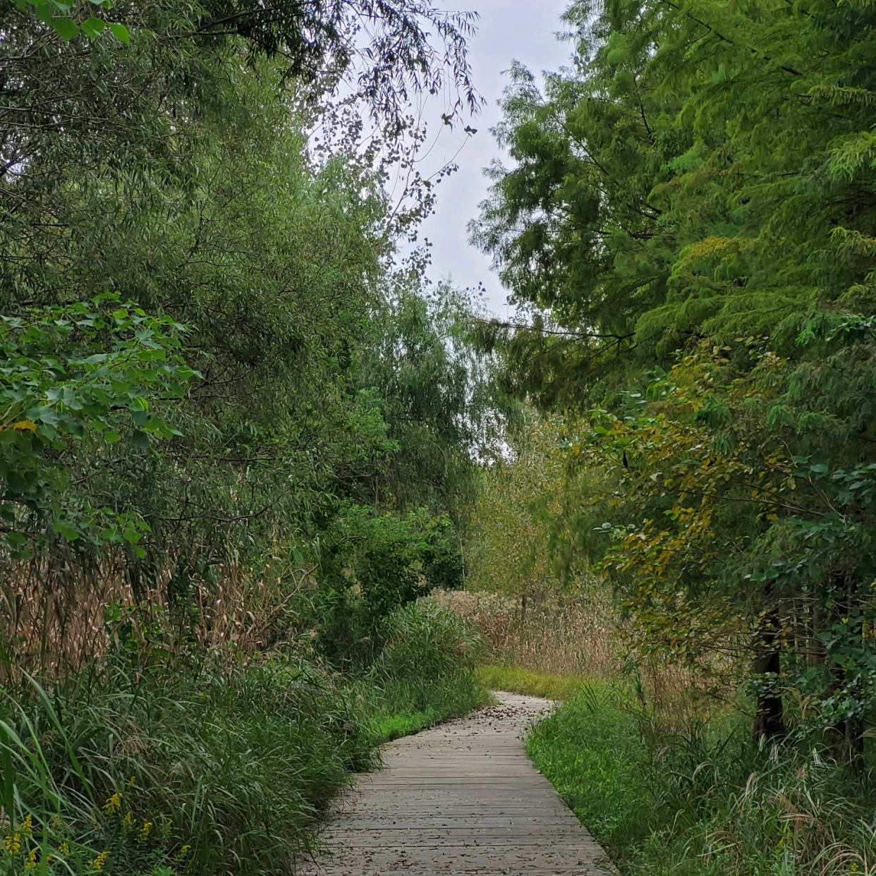 游览淮安古淮河生态湿地公园,了解黄河改道历史