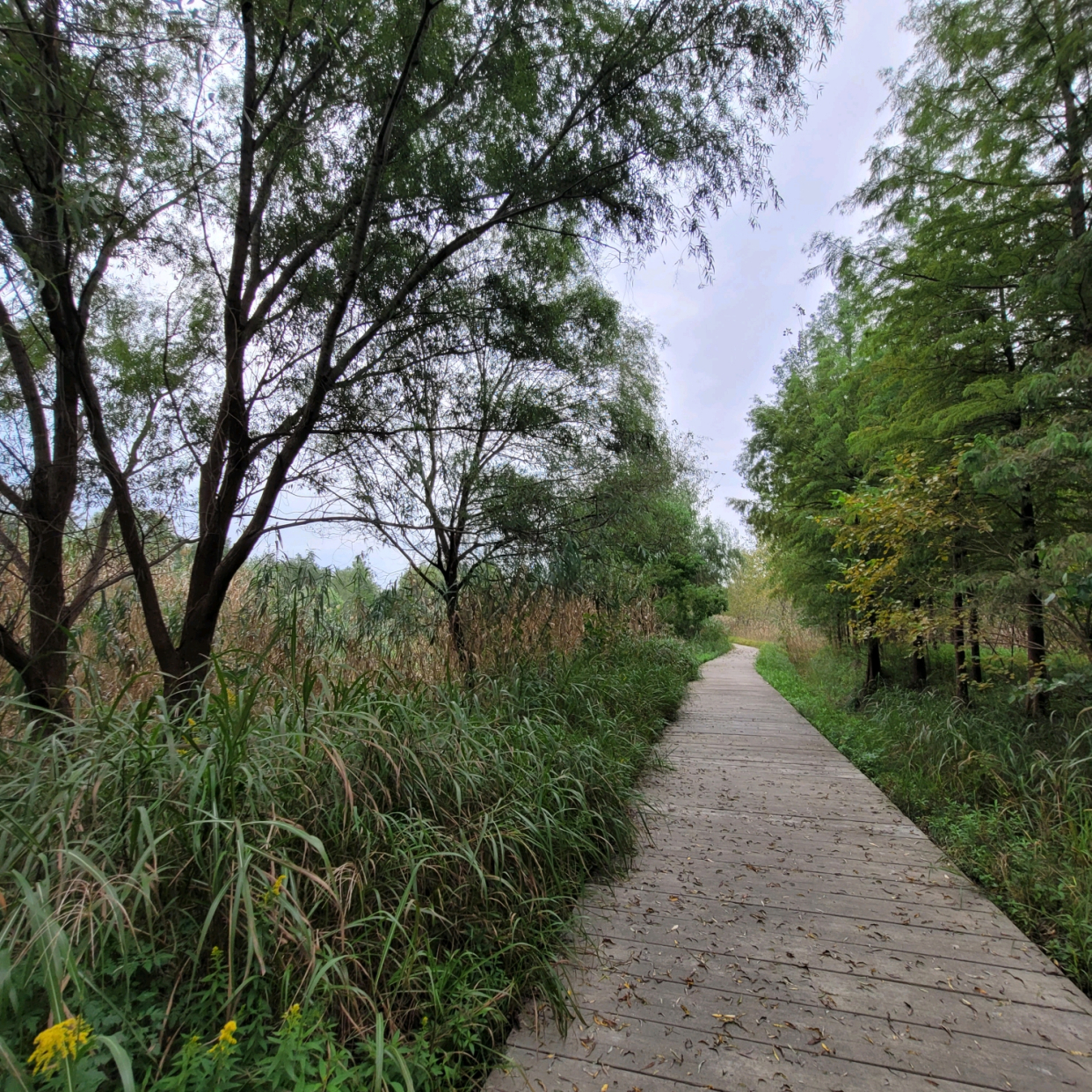 游览淮安古淮河生态湿地公园,了解黄河改道历史