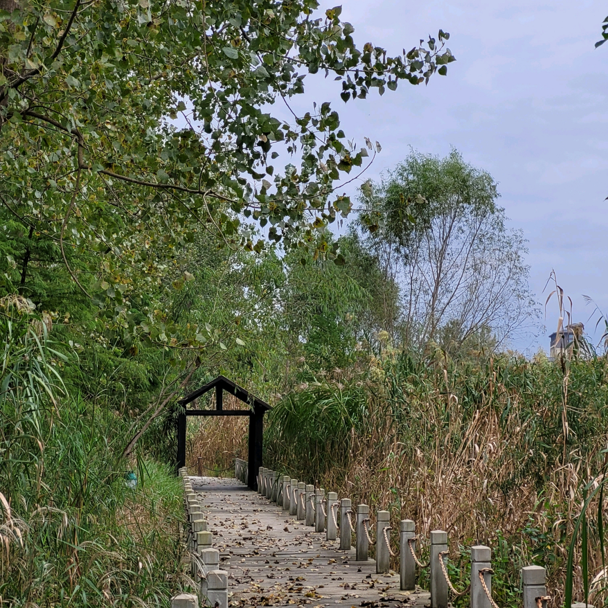 游览淮安古淮河生态湿地公园,了解黄河改道历史
