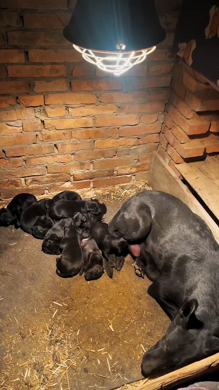 一窝纯黑小狼犬,长的好可爱