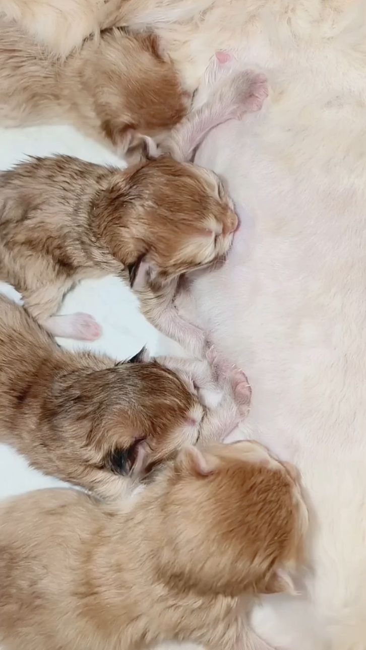 小猫咪吃奶这么霸道