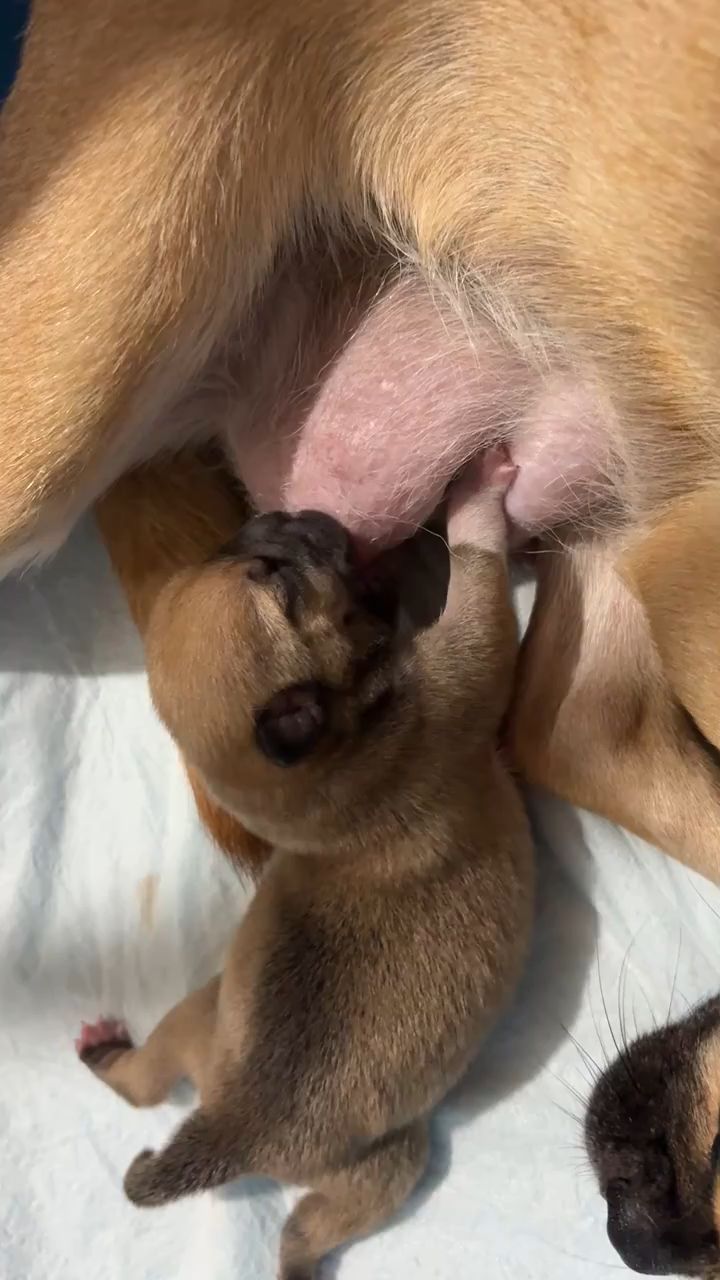 小奶狗吃奶样子好蠢萌